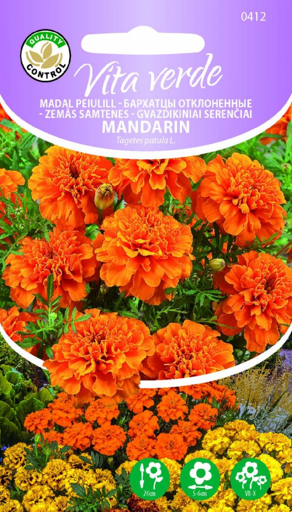 Ryhmäsamettikukka Mandarin Tagetes patula L
