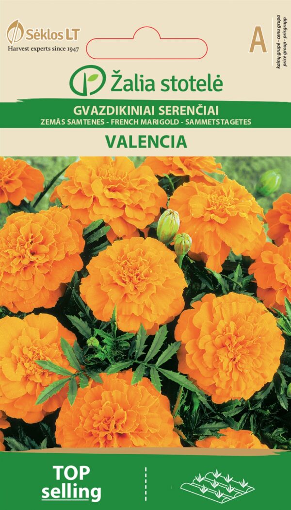 Ryhmäsamettikukka Valencia Tagetes patula L