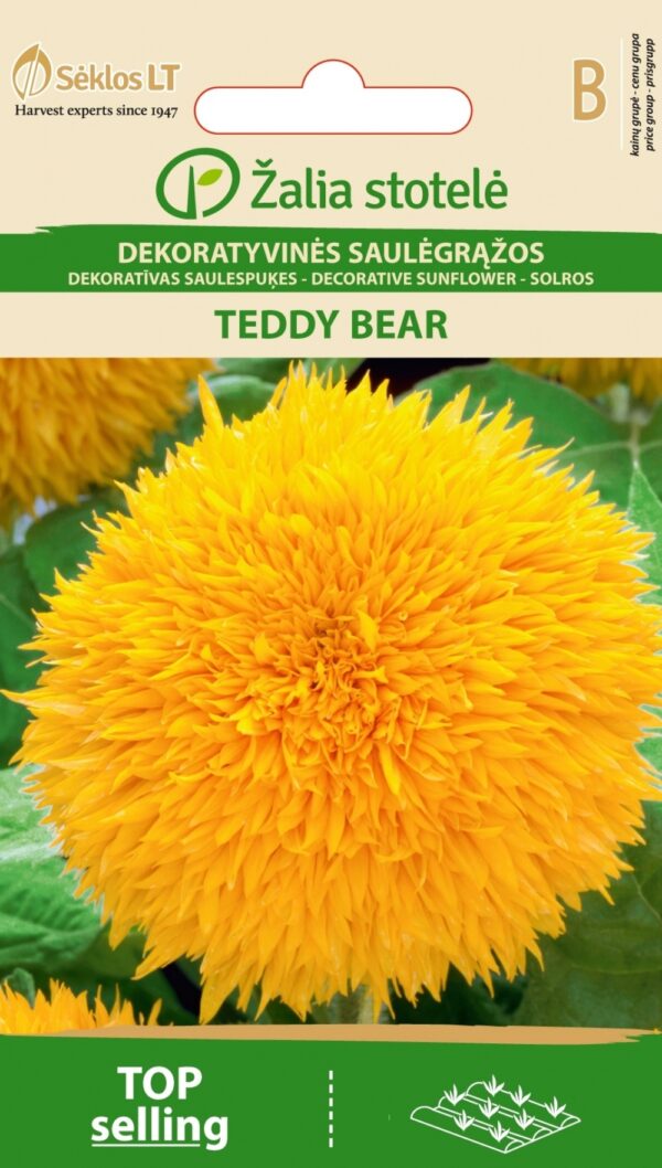 Harilik Auringonkukka Teddy Bear Helianthus annuus L