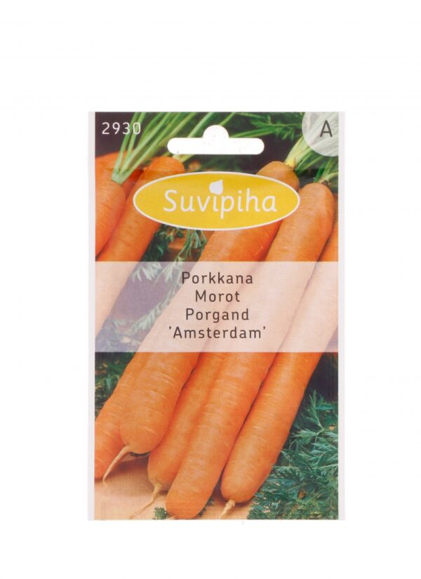 Porkkana Amsterdam varhainen 2g