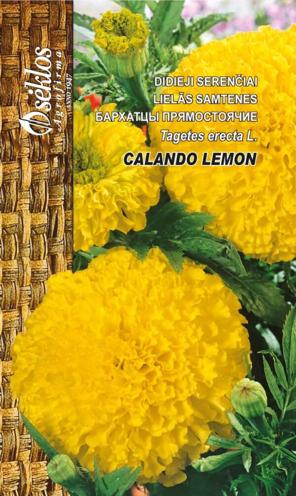 Isosamettikukka Calando Lemon Tagetes erecta L