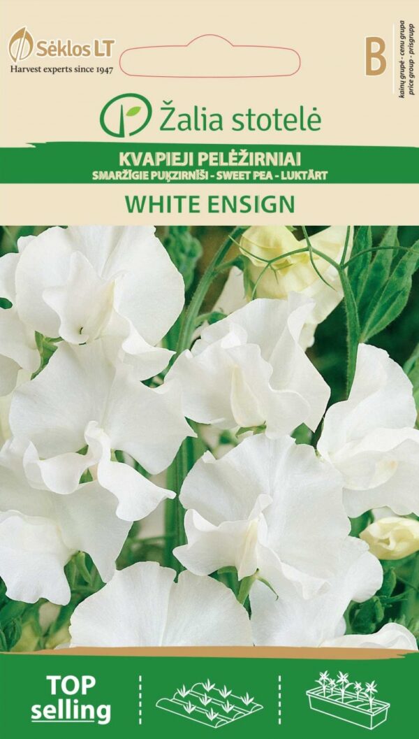 Tuoksuherne White Ensign Lathyrus odoratus L