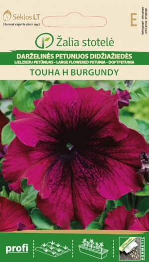 Petunia Touha H Burgundy Petunia hybrid a grandiflora