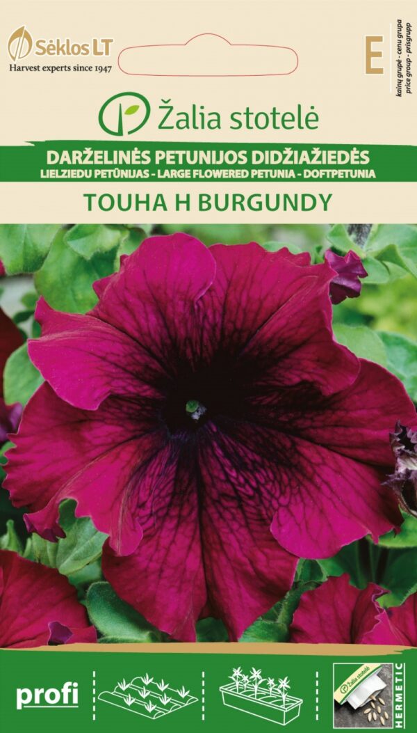 Petunia Touha H Burgundy Petunia hybrid a grandiflora