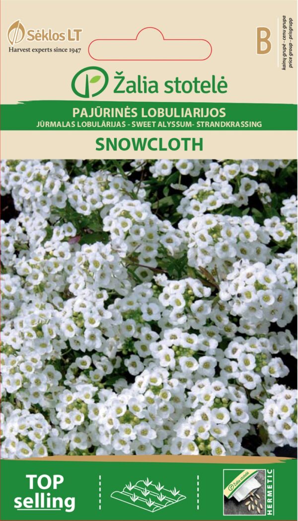 Tuoksupielus Snowcloth valkoinen Lobularia maritima (L.) Desv