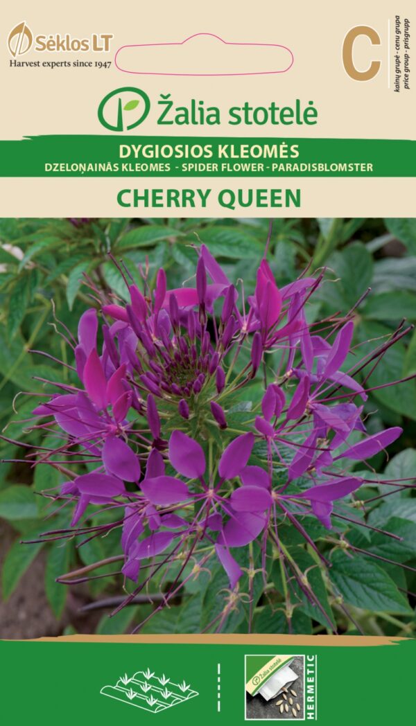 Hämähäkkikukka Cherry Queen Punainen-violetti Cleome hassleriana Chodat