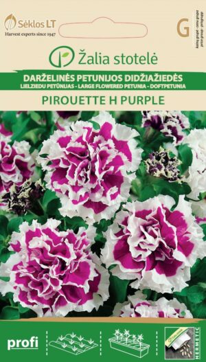 Petunia Pirouette H Purple Petunia hybrida grandiflora