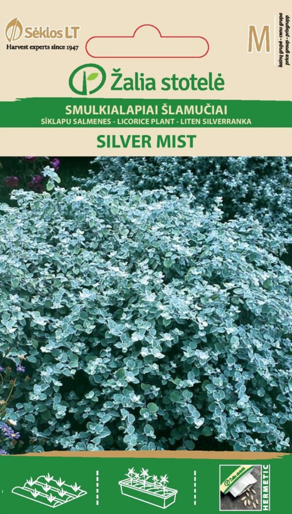 Kapealehtinen hopeakäpälä Silver Mist Helichrysum microphyllum