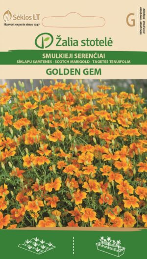 Kääpiösamettikukka Golden Gem Tagetes tenuifolia Cav