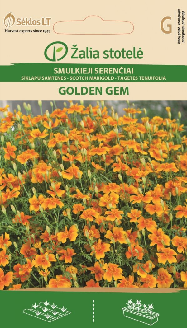 Kääpiösamettikukka Golden Gem Tagetes tenuifolia Cav