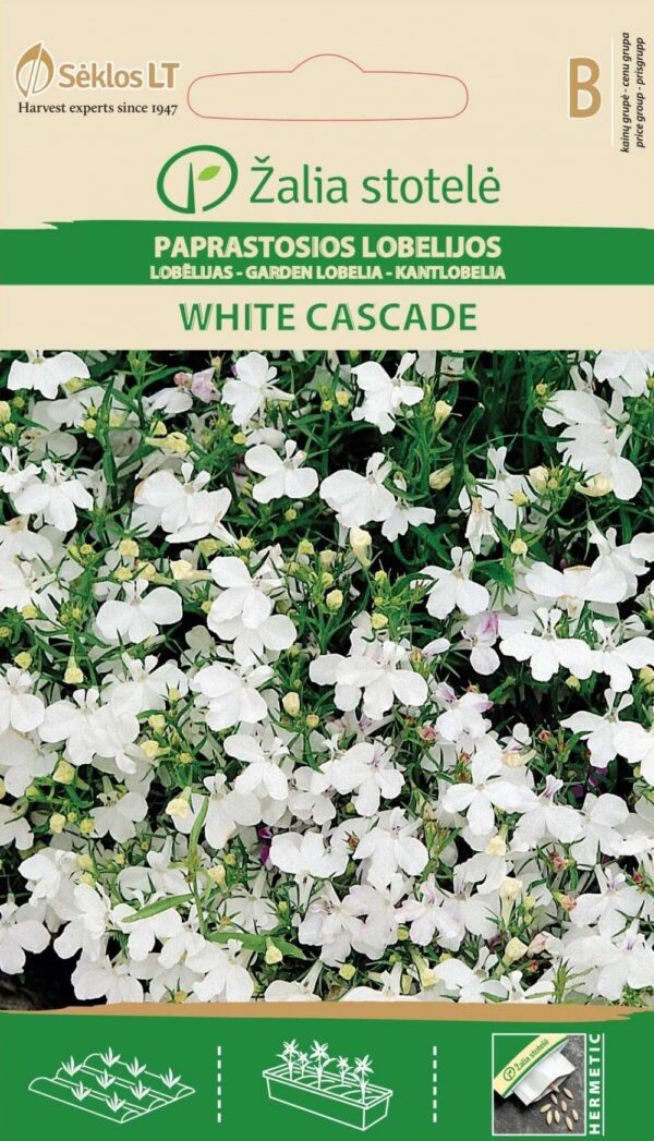 Sinilobelia White Cascade valkoinen Lobelia erinus L