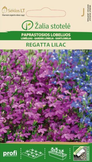 Sinilobelia Regatta Lilac Lobelia erinus L