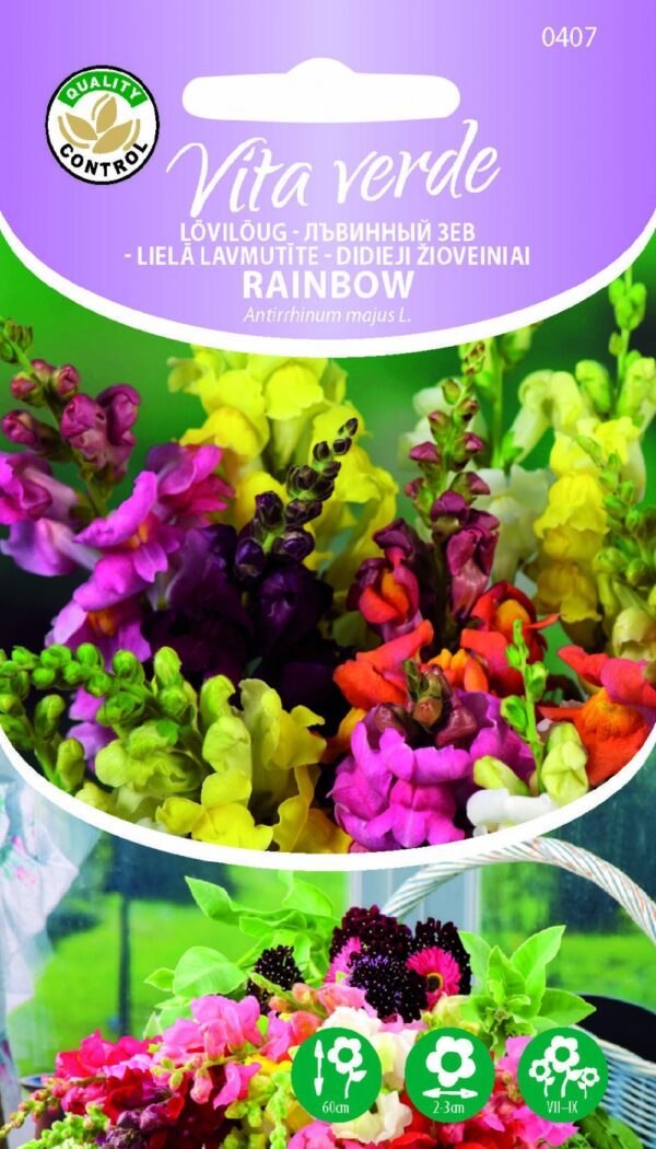 Isoleijonankita Rainbow Antirrhinum majus L