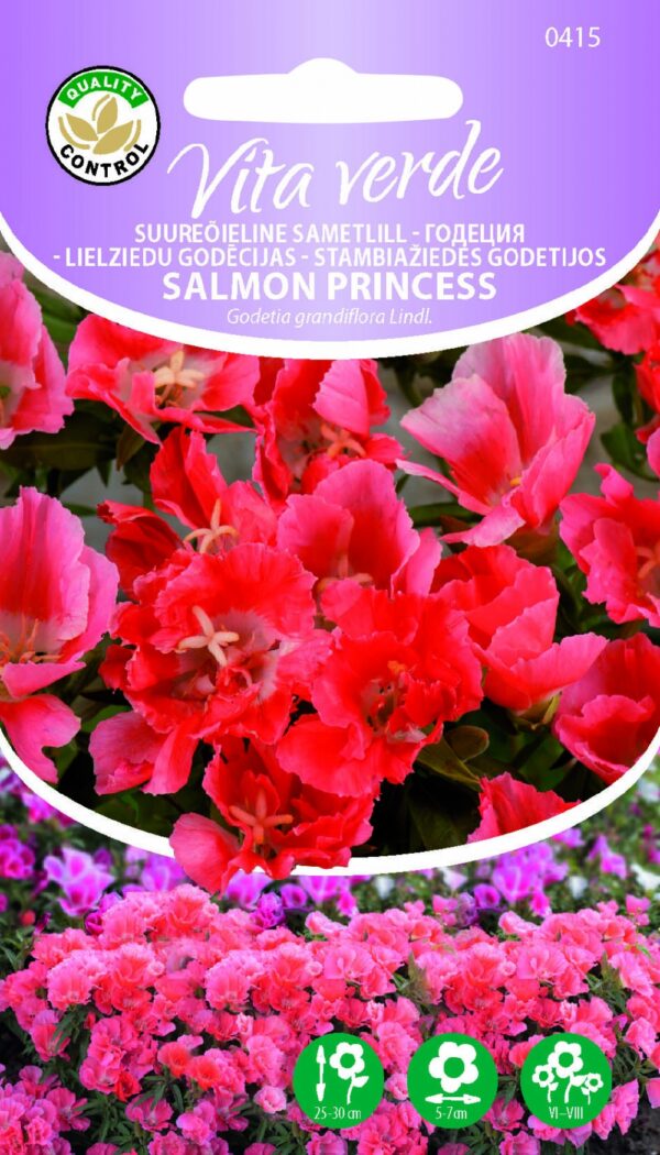 Isosilkkikukka Salmon Princess Godetia grandiflora L