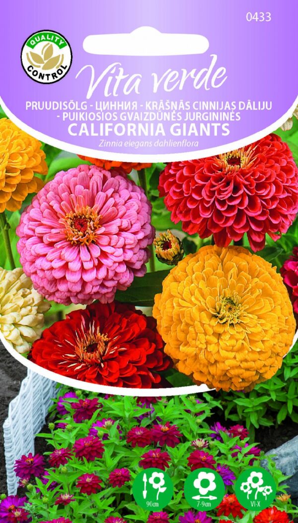 Tsinnia California Giants Tsinnia elegans dahlienflora