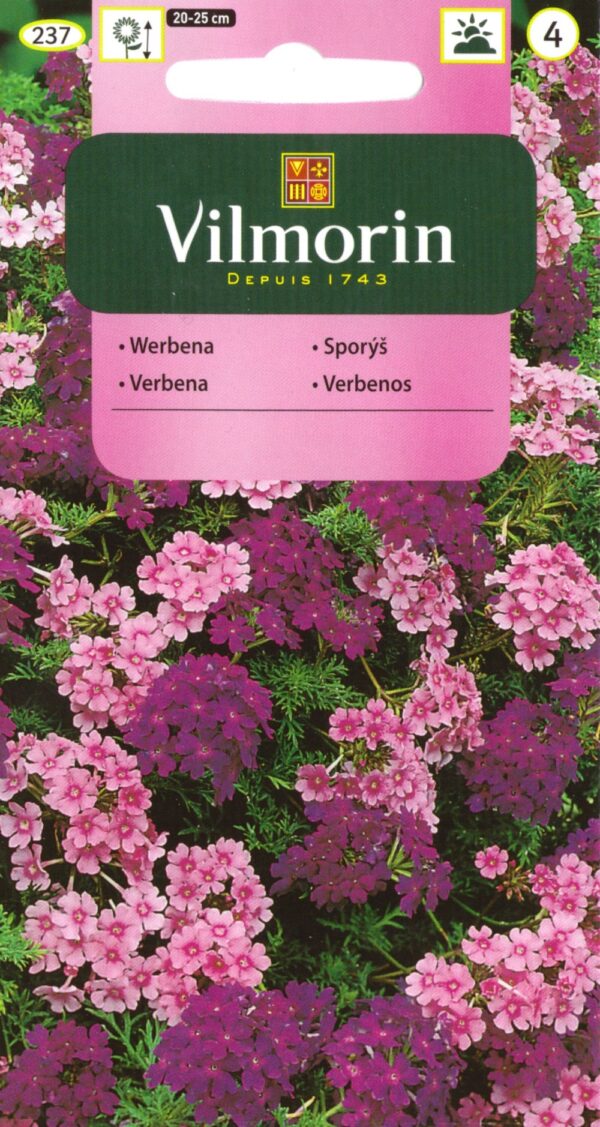 Rohtoverbena riippuva Verbena hybrida pendula