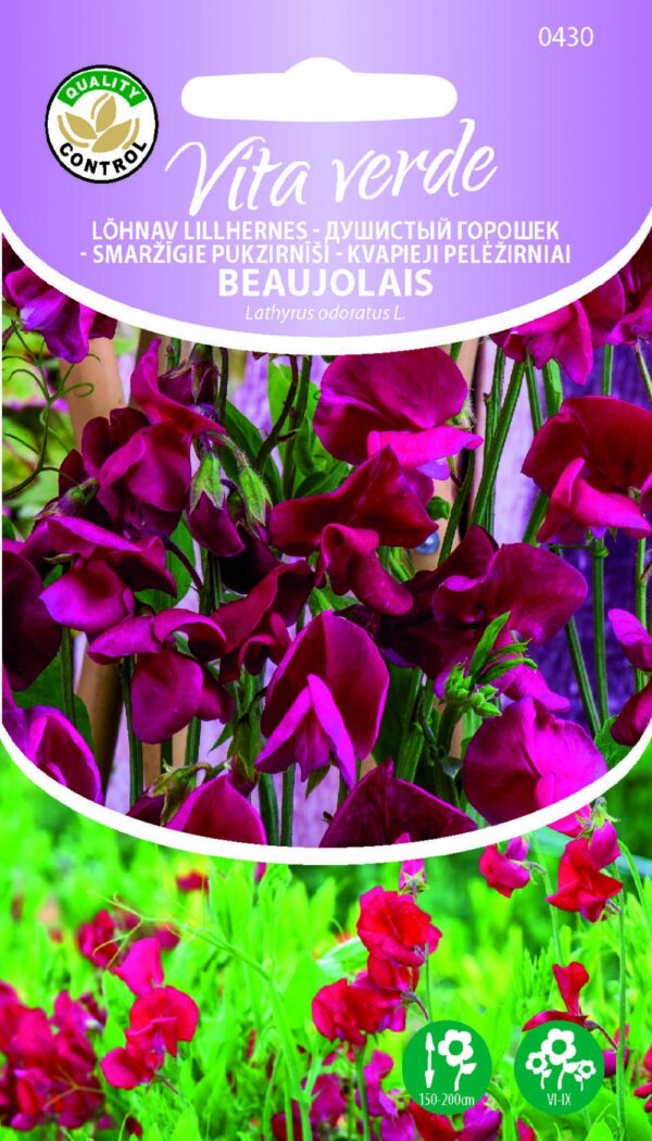 Tuoksuherne Beaujolais Lathyrus odoratus L