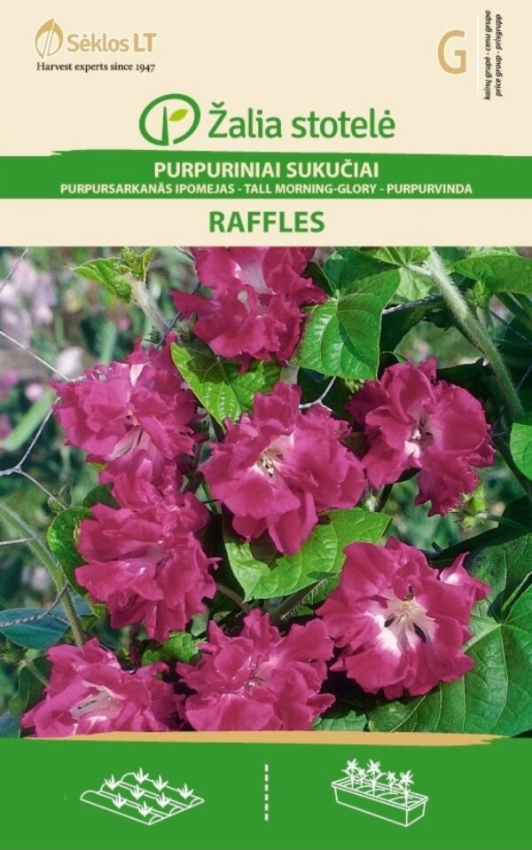Aitoelämänlanka Raffles Ipomea purpurea (L.) Roth